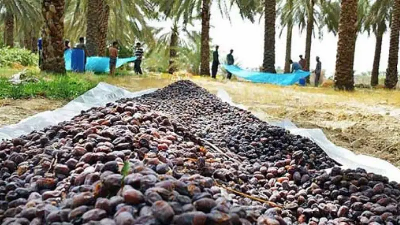 وضعیت صادرات خرما به عمان | راهنمای خرید خرما صادراتی 1403
