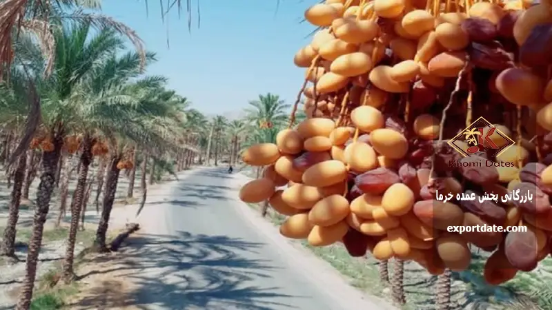 راهنمای صادرات خرما به عمان